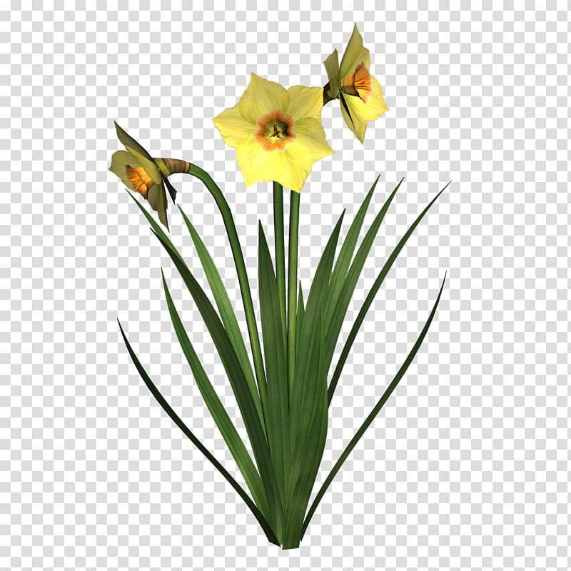 Flower daffodils free transparent. Daffodil clipart grass