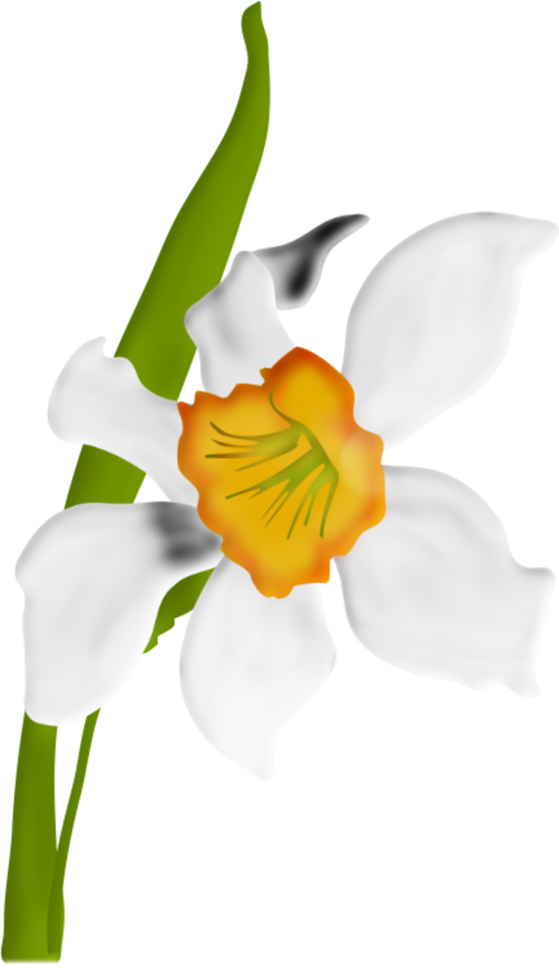 Pin by lara s. Daffodil clipart hosta