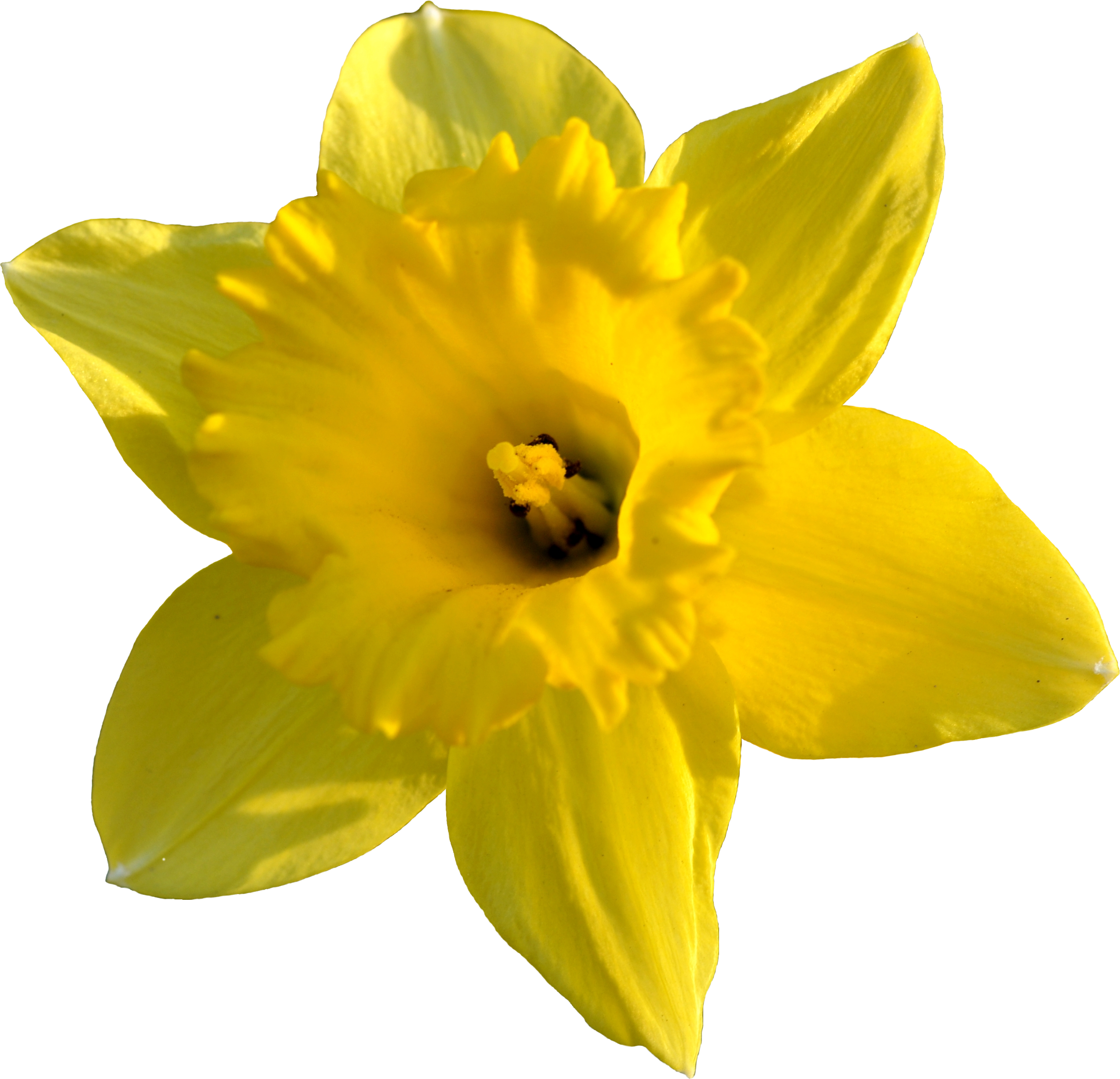 Daffodil jonquil