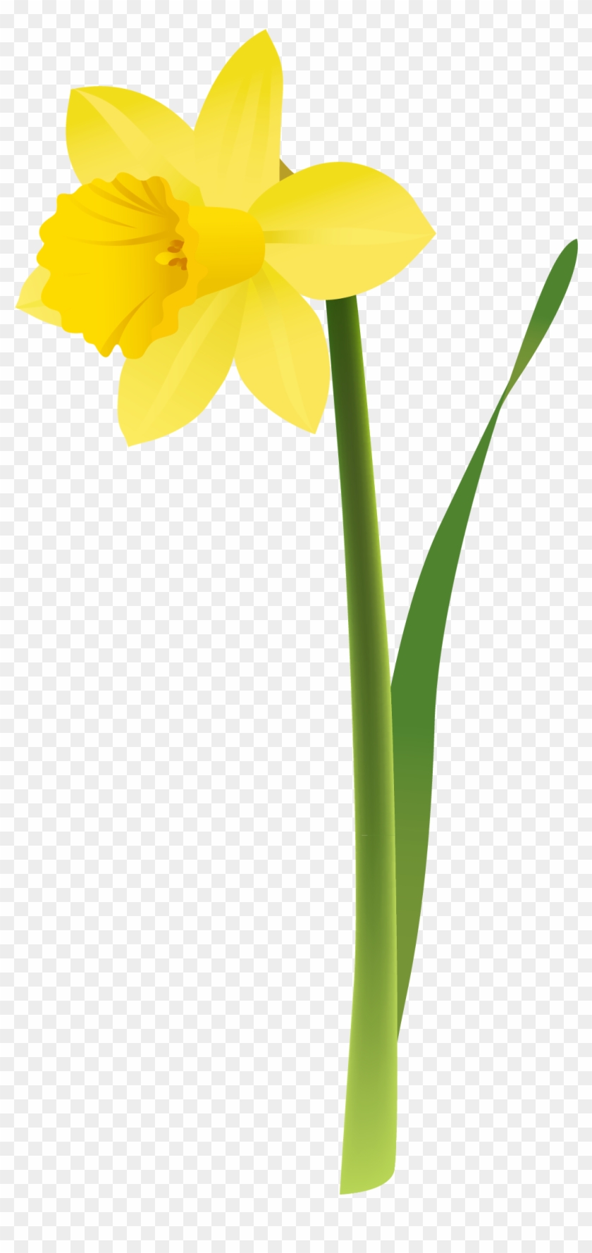 Daffodil clipart jonquil, Daffodil jonquil Transparent FREE for ...