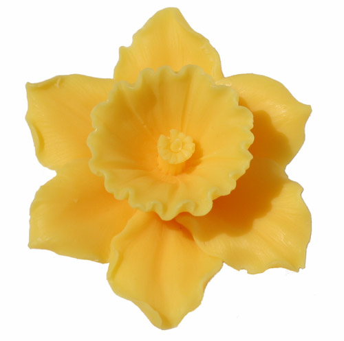 daffodil clipart jonquil