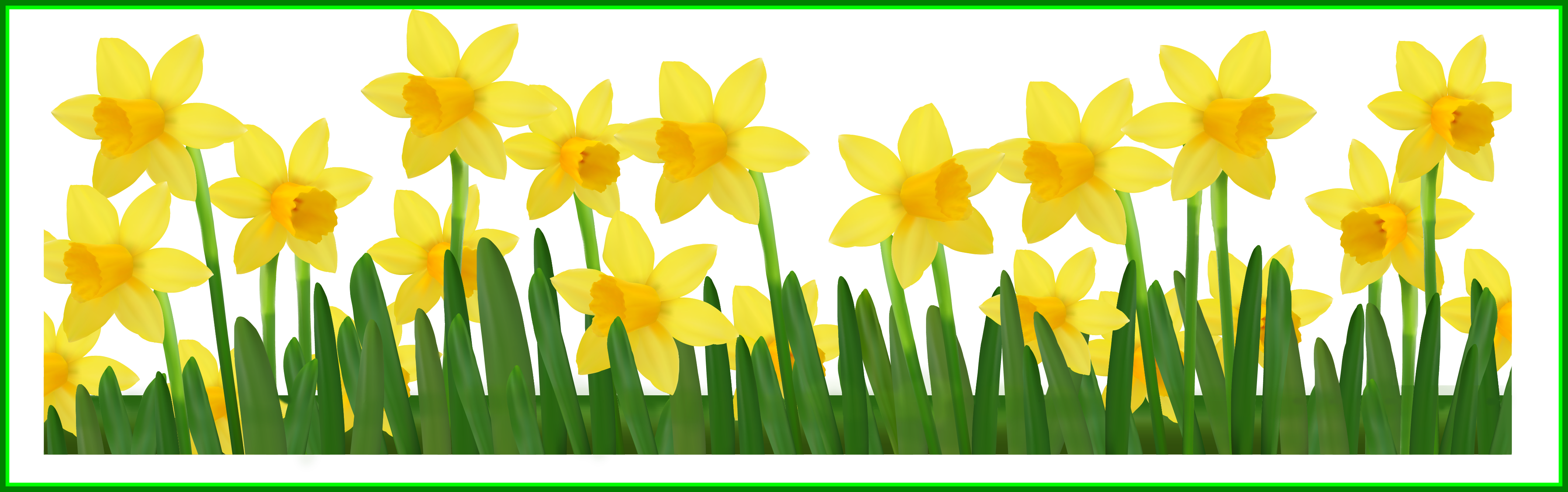 daffodil clipart jonquil