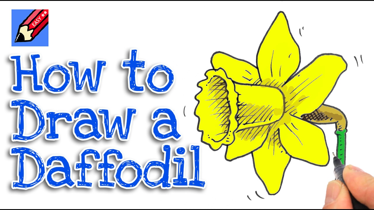 Learn how to draw. Daffodil clipart kid