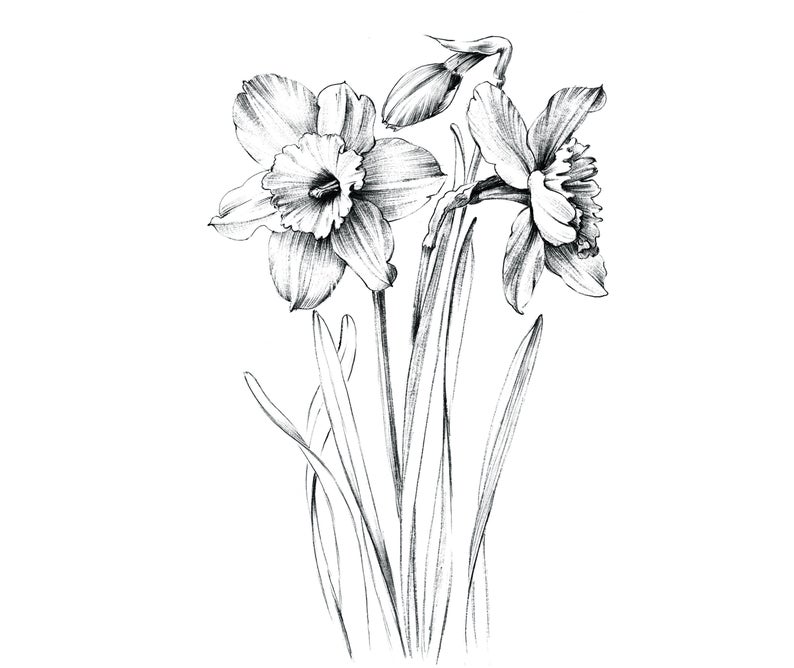 Daffodil clipart kid. Narcissus sketch large print