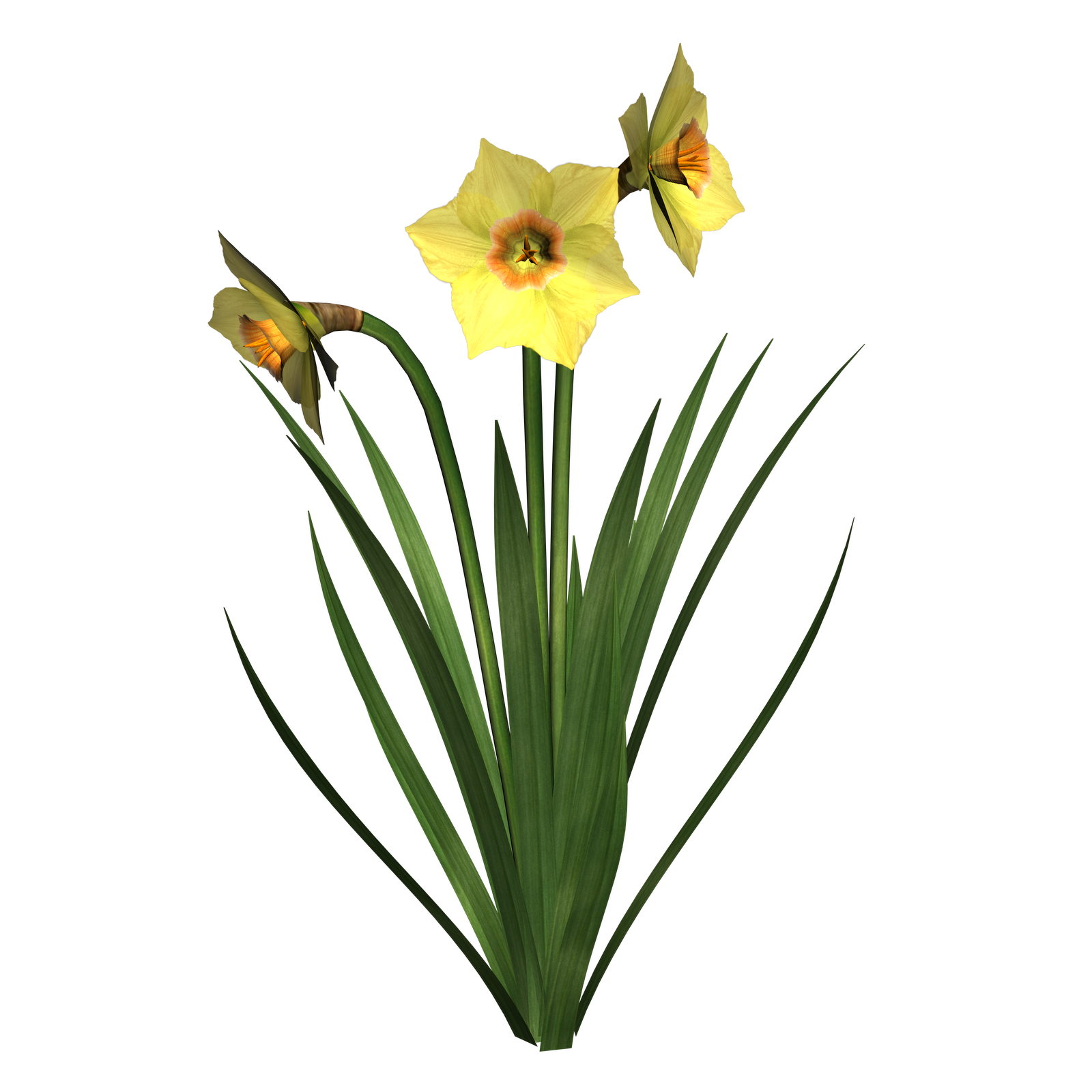 daffodil clipart leek