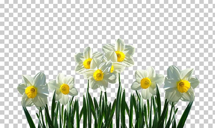 daffodil clipart lily