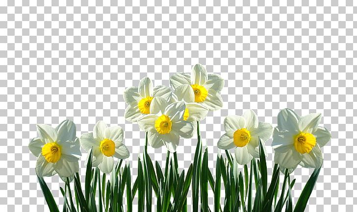 Daffodil clipart lily. Easter spring bulbs flower