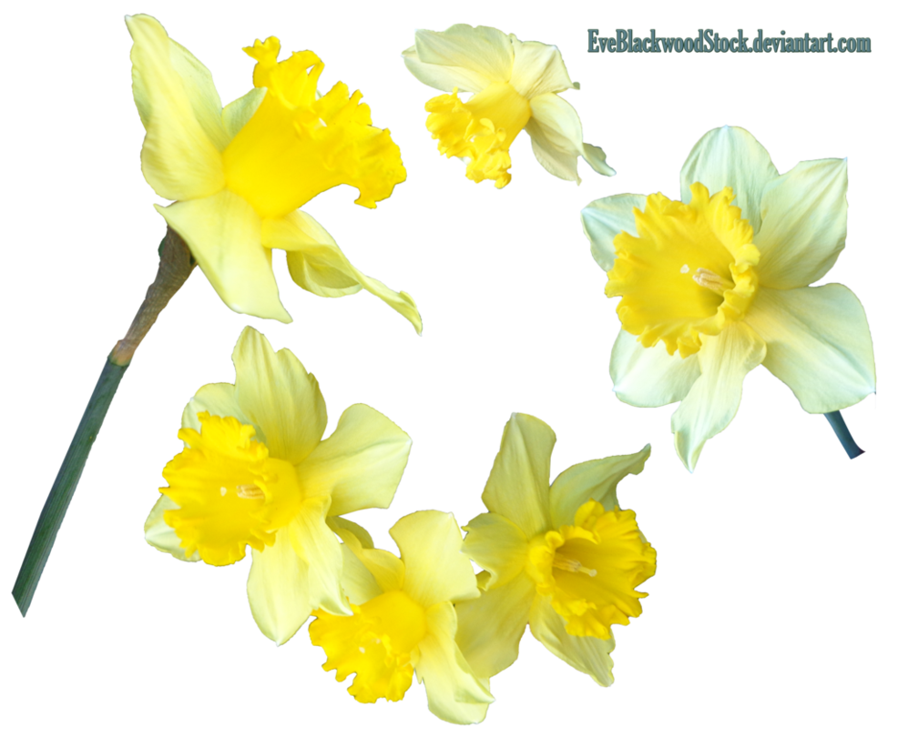 daisy clipart daffodil flower