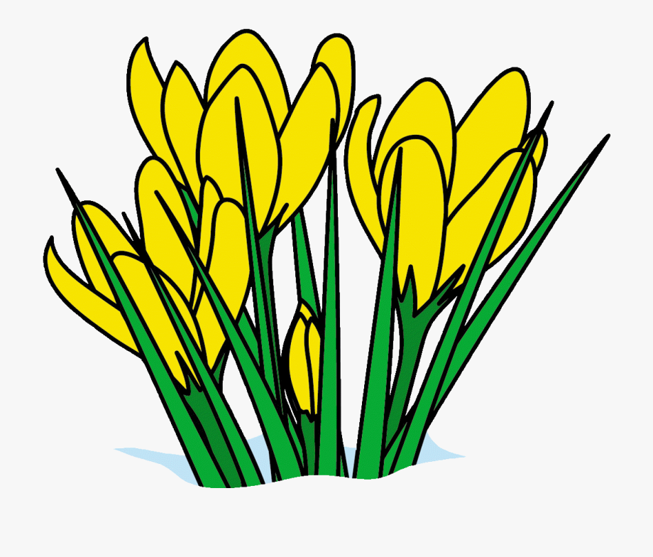 daffodil clipart march flower