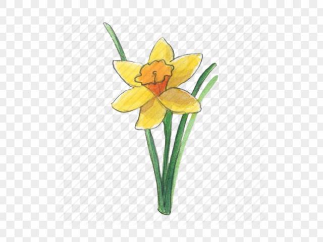 Free download clip art. Daffodil clipart mayflower
