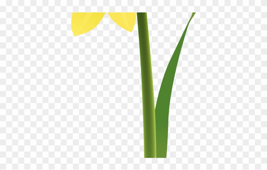 Daffodil clipart mayflower. Daffodils x free clip