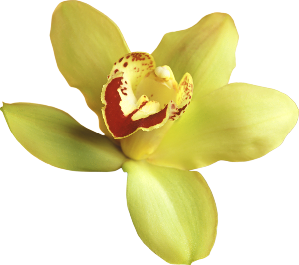 Transparent yellow gif kvety. Daffodil clipart orchid