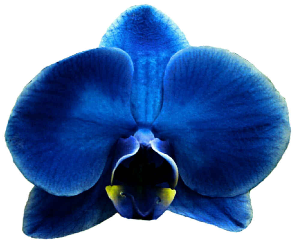 Royal blue by jeanicebartzen. Daffodil clipart orchid
