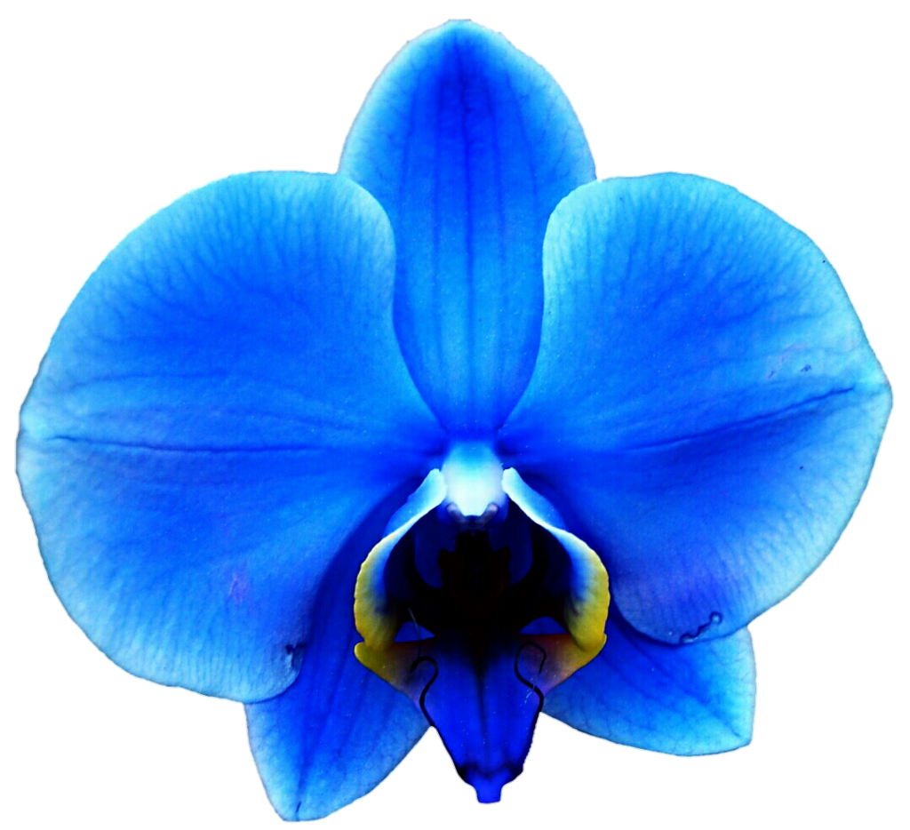 Eletragesi blue images. Daffodil clipart orchid