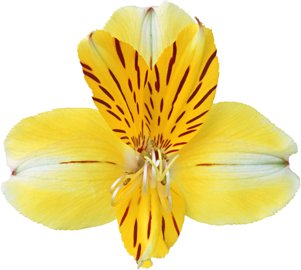 Daffodil clipart orchid. Yellow png pinterest