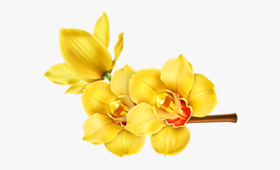 Tropical flowers illustration png. Daffodil clipart orchid