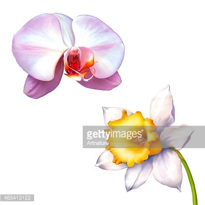 Daffodil clipart orchid. Flower or narcissus isolated