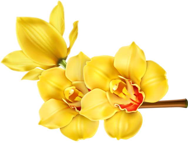 orchid clipart beautiful