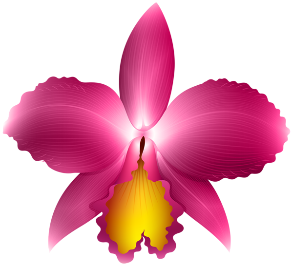 Daffodil clipart orchid. Pink transparent png clip