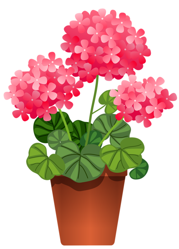 Potted plants and flowers. Daffodil clipart orkid