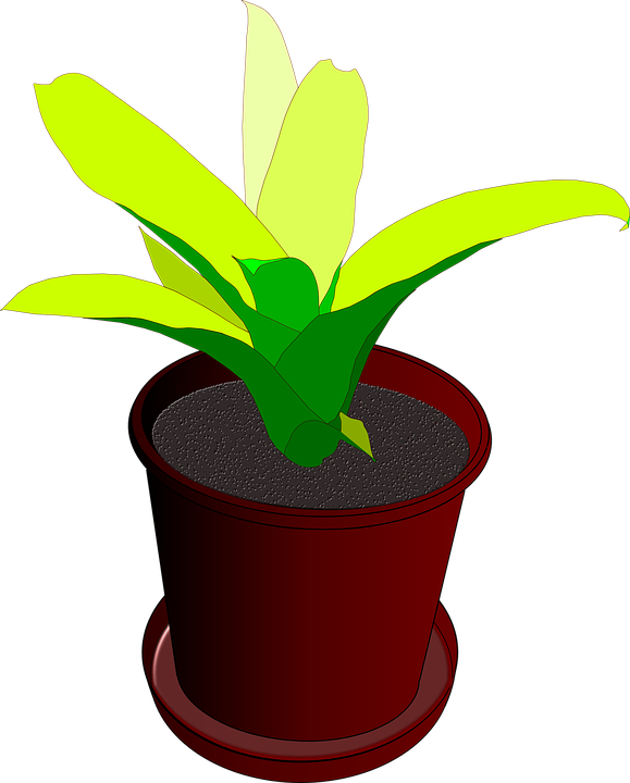 Daffodil clipart orkid. Potted plants and flowers
