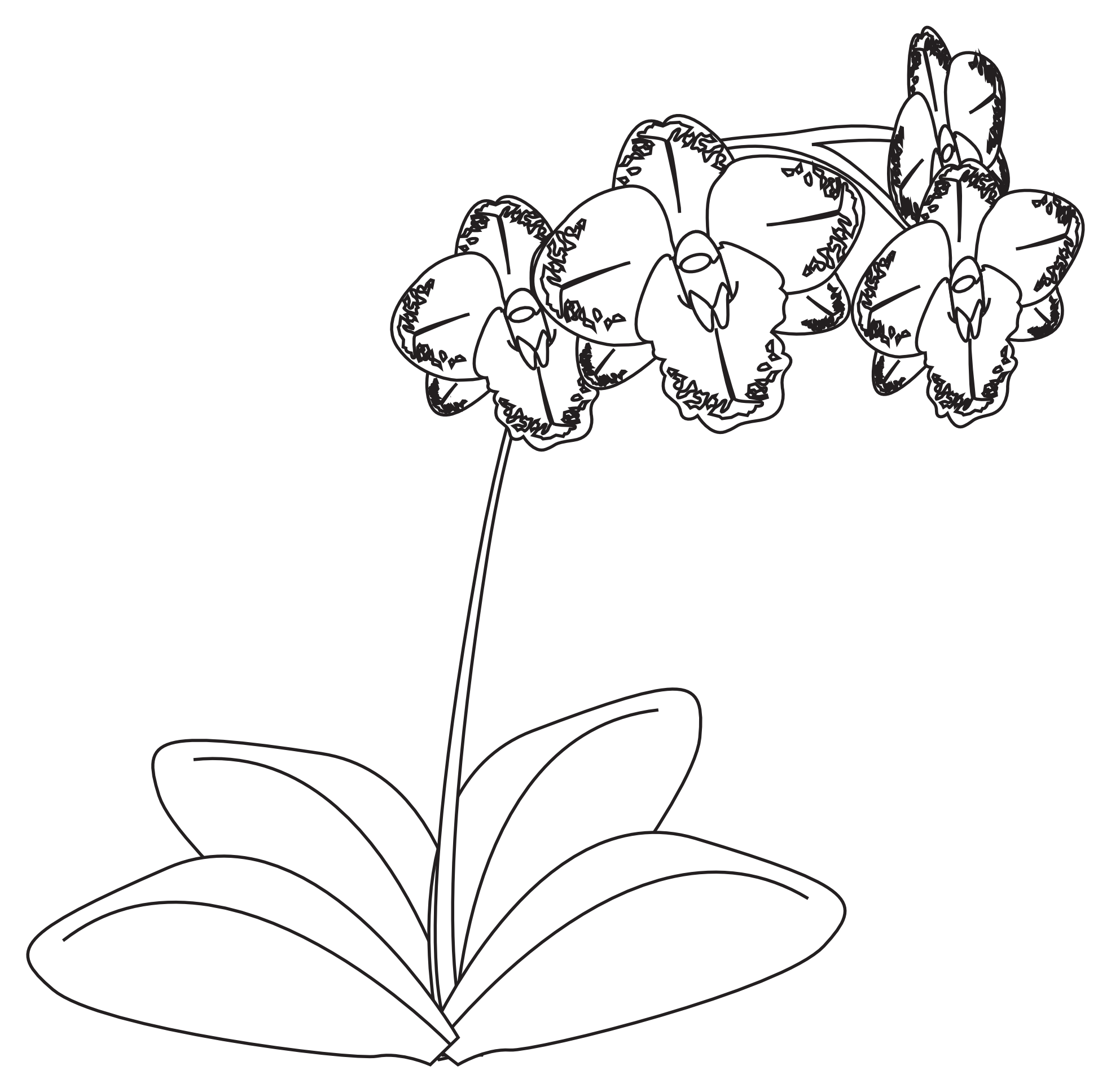 Orchid clipart orchid sketch. Gousicteco clip art black