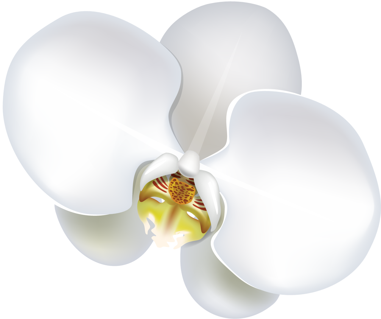 Daffodil clipart orkid.  png pinterest orchid