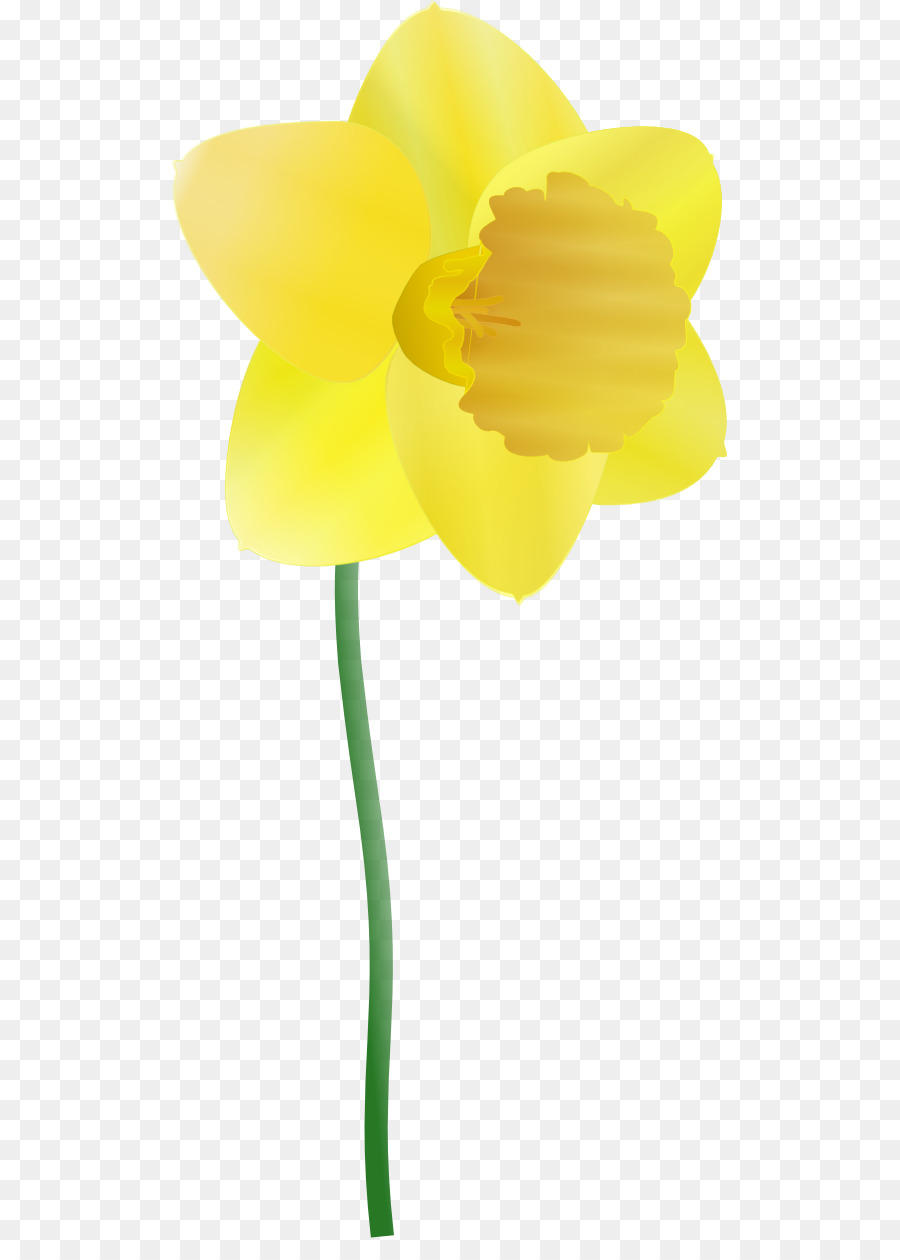Daffodil clipart petal. Flowers background cartoon 