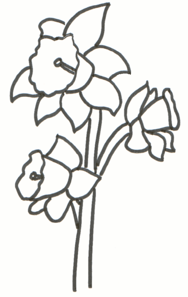 Daffodil clipart printable. Free cliparts download clip