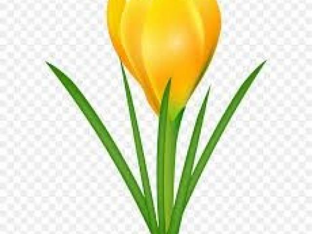 daffodil clipart pumpkin flower