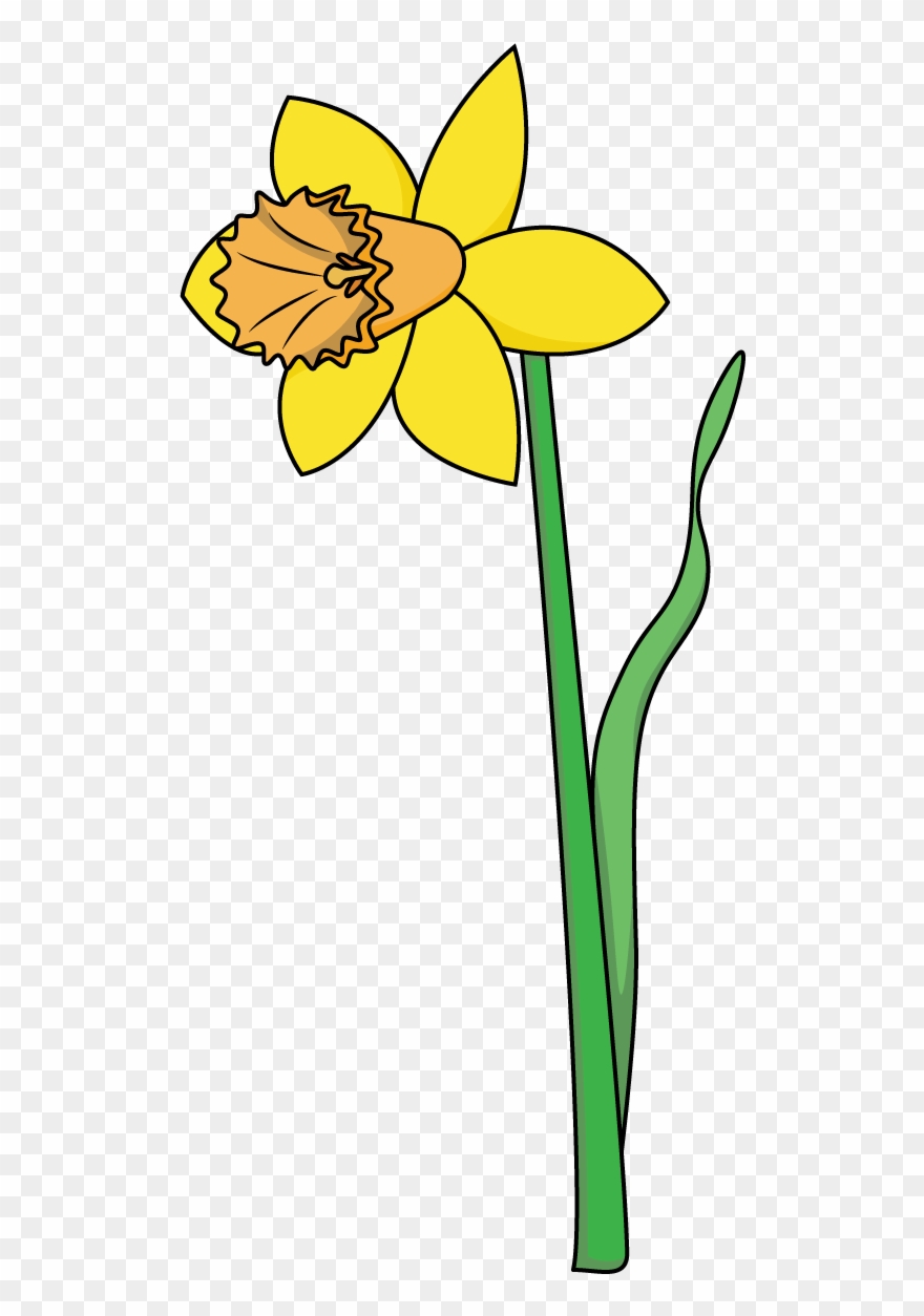 Daffodil clipart simple flower. How to draw a
