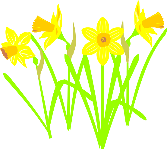 Daffodil clipart simple flower. Free cartoon download clip