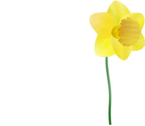 daffodil clipart single