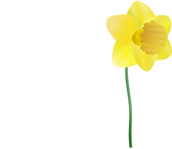 Daffodil single