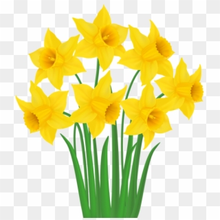 daffodil clipart spring