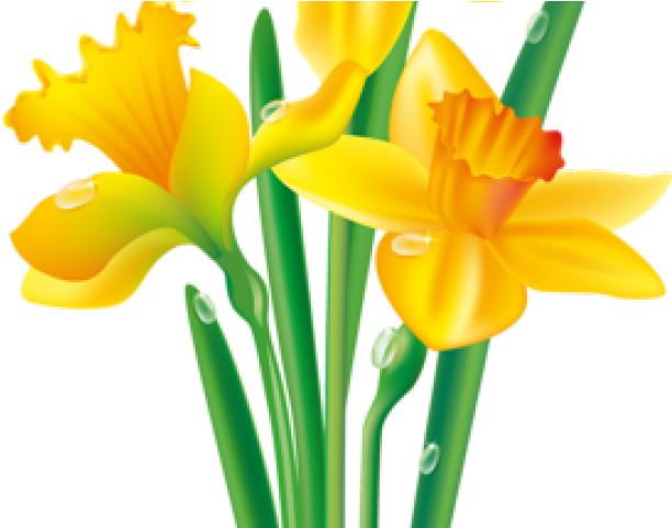 daffodil clipart spring