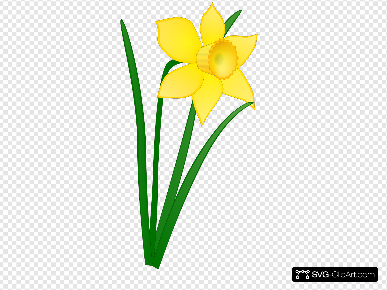 Daffodil clipart svg, Daffodil svg Transparent FREE for download on ...