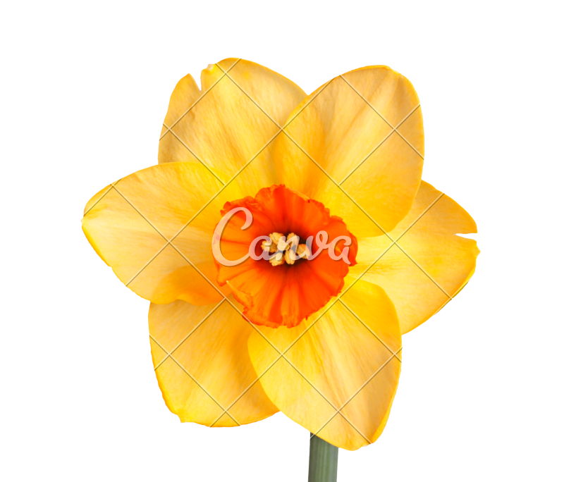 Daffodil clipart teacher. Cultivar photos by canva