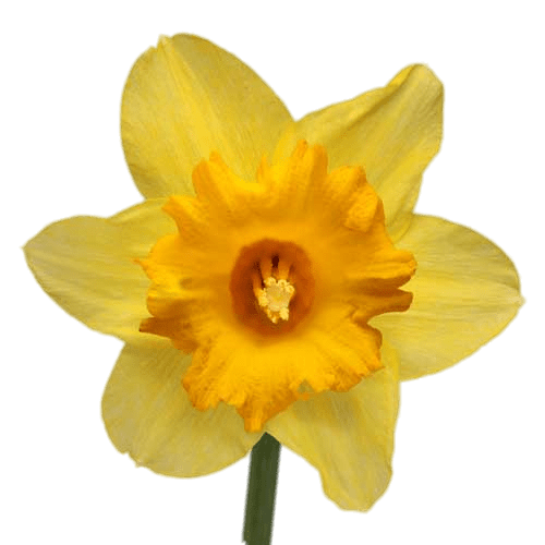 daffodil clipart transparent background
