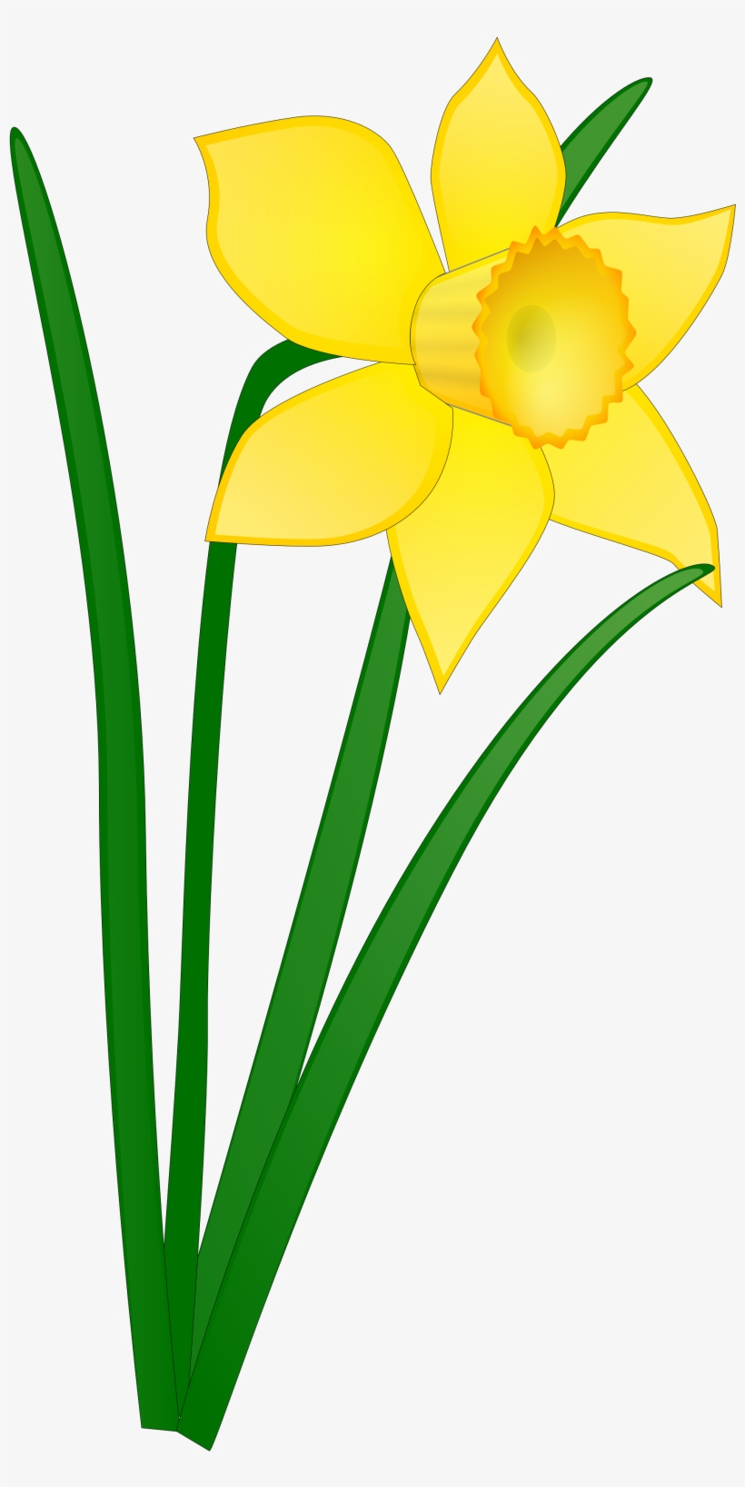 daffodil clipart transparent background