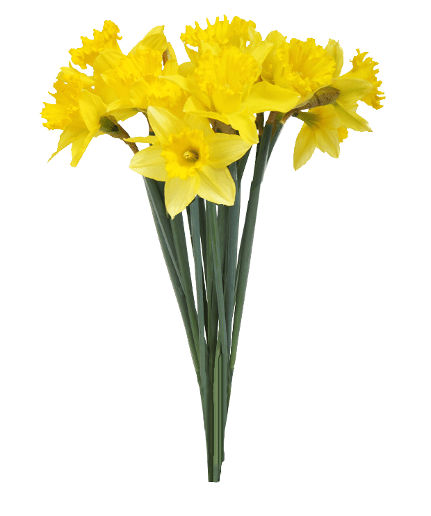 Trees free png images. Daffodil clipart trumpet flower