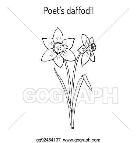 daffodil clipart vector
