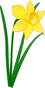 daffodil clipart vector