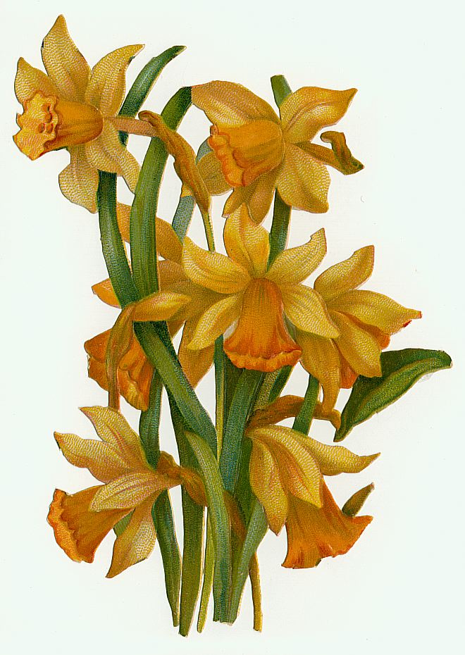 daffodil clipart vintage