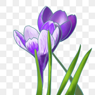 Daffodil clipart violet flower. Free download purple daffodils