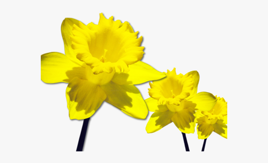 Daffodils png free . Daffodil clipart wind