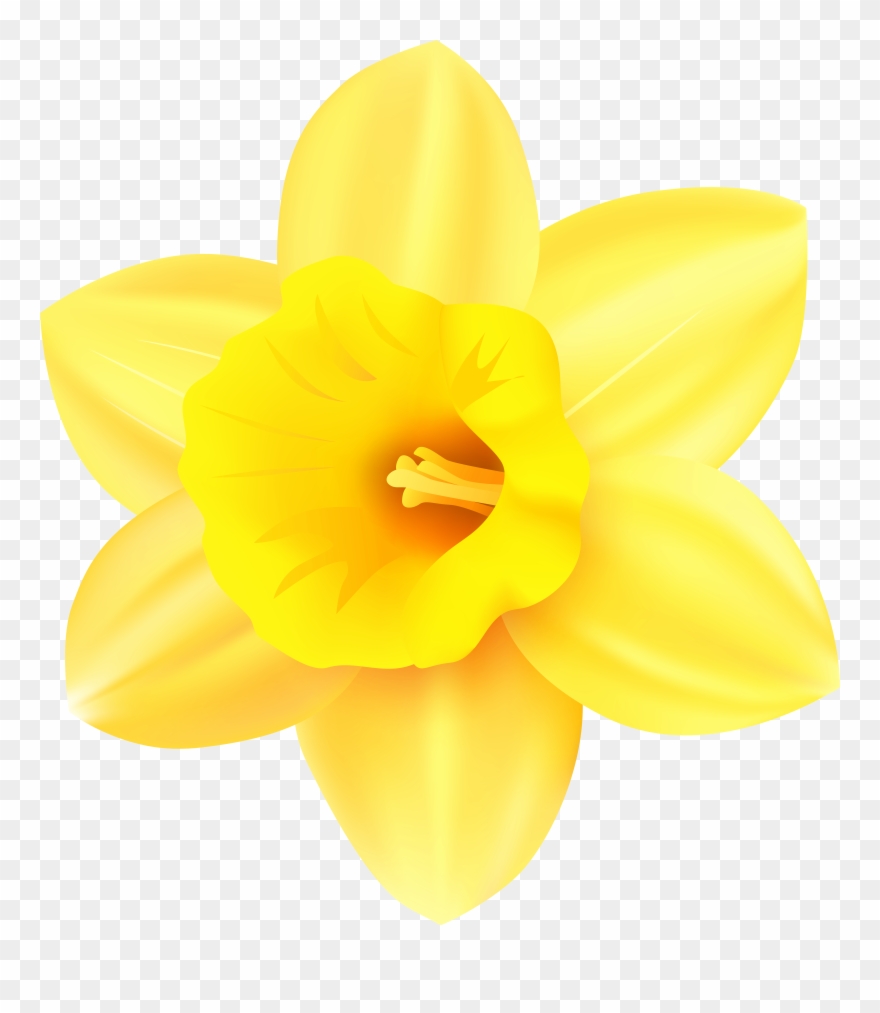 Daffodil clipart yellow daffodil, Daffodil yellow daffodil Transparent