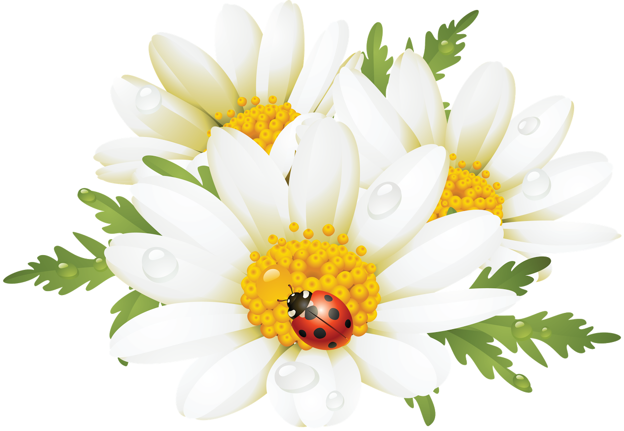 ladybug clipart daisy