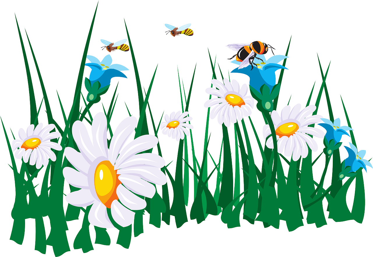 daisies clipart bee