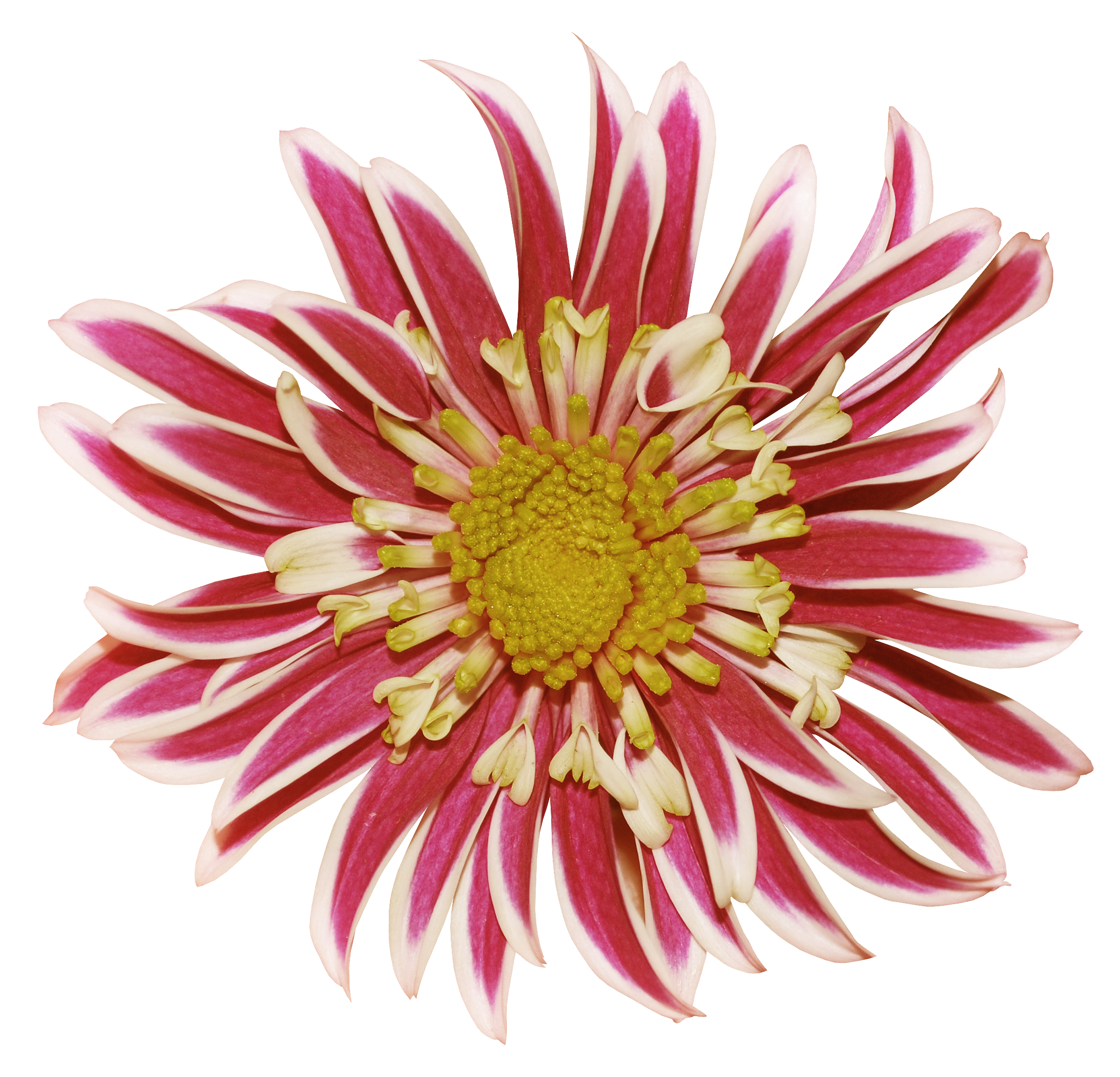 daisies clipart chrysanthemum flower